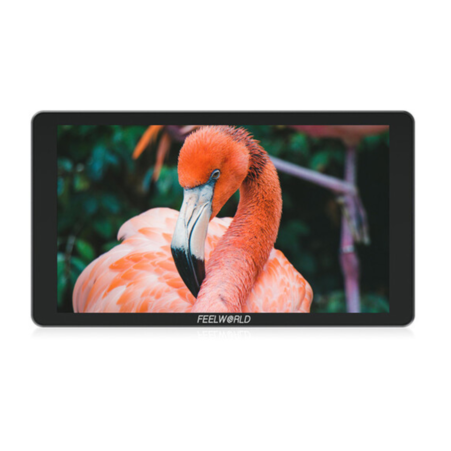 Monitor P6xl